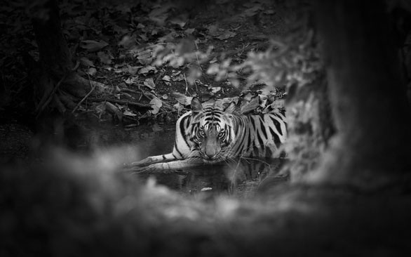 nlntv-tiger-water-16424311997992060490851-1642481351.jpg