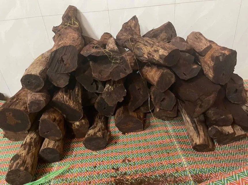 Gỗ mán đỉa được thương lái lén lút thu mua với giá rất cao, tính tiền theo cân.