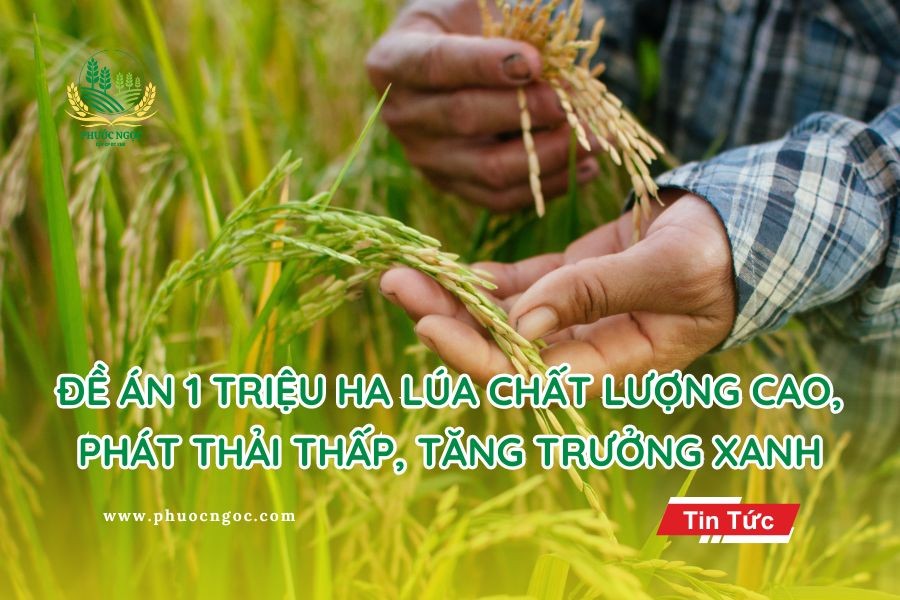 de-an-1-trieu-ha-lua-chat-luong-cao-phat-thai-thap-tang-truong-xanh-1773013919.jpg