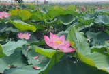 Sen ngự thức giấc ở Hồ Tịnh Tâm