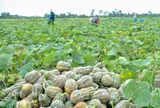 TP. Cần Thơ: 12,6 tỉ đồng hỗ trợ sinh kế cho người dân
