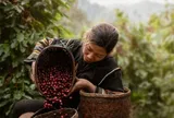 Cà phê Việt Nam - Nguồn lực văn hoá-kinh tế sáng tạo, di sản kết nối toàn cầu