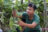 Lính biên phòng Lý Sơn giải bài toán rau xanh giữa mùa biển động thế nào?