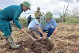 Tìa Dình đẩy mạnh phát triển cà‑phê, mắc‑ca, tạo động lực giảm nghèo bền vững