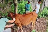 Điện Biên siết chặt biện pháp khống chế bệnh viêm da nổi cục trên bò