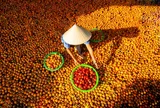Ngọt giòn “hồng cậy” trên quê hương Bác