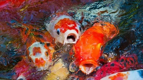 Sự thật thú vị về cá Koi - loài cá cảnh đắt nhất thế giới