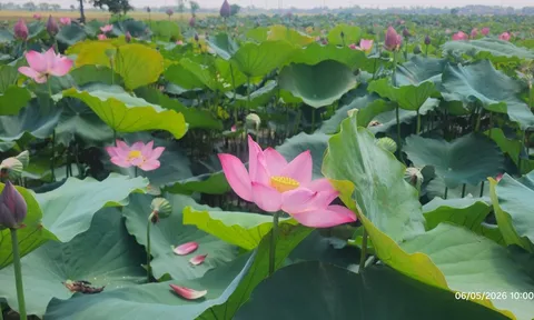 Sen ngự thức giấc ở Hồ Tịnh Tâm
