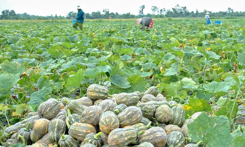 TP. Cần Thơ: 12,6 tỉ đồng hỗ trợ sinh kế cho người dân