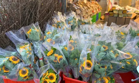 Nhộn nhịp chợ hoa Quảng An trước ngày 8/3