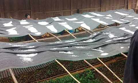 Đêm nay không khí lạnh tràn về, cảnh báo dông lốc, mưa đá diện rộng