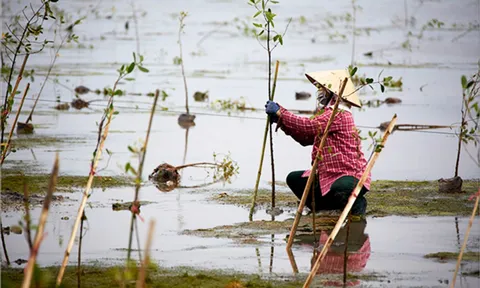 Phát huy vai trò của phụ nữ trong ứng phó với biến đổi khí hậu tại Việt Nam