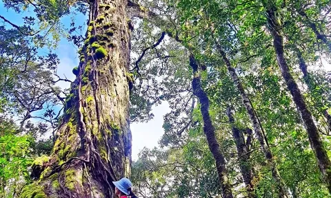 Vườn quốc gia Bidoup – Núi Bà: Hành trình chạm vào thiên nhiên hoang dã giữa đại ngàn