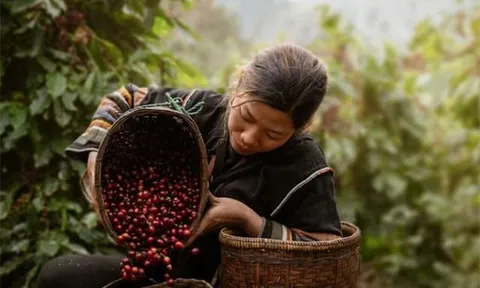 Cà phê Việt Nam - Nguồn lực văn hoá-kinh tế sáng tạo, di sản kết nối toàn cầu