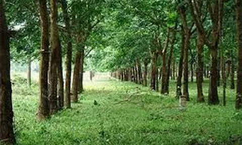 Đất trồng cây lâu năm, sử dụng sai mục đích có được làm thủ tục chuyển nhượng, tặng cho?