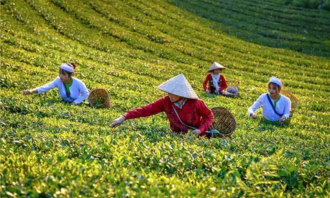 Nâng cao nguồn lực để ngành chè xác lập vị thế mới trong chuỗi giá trị toàn cầu