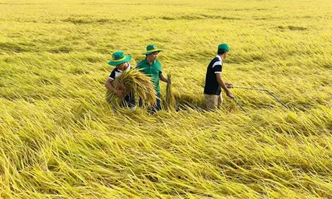 Đề án 1 triệu ha lúa chất lượng cao: Vượt 197% mục tiêu