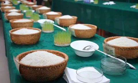 Cuộc thi Gạo ngon Đồng bằng sông Cửu Long - hoàn thiện chuỗi giá trị lúa gạo