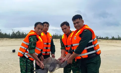 Cứu hộ thành công một cá thể rùa biển quý hiếm