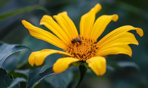 Dã quỳ gọi gió đại ngàn giữa Hà Nội