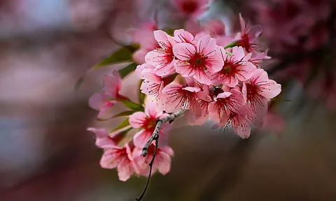 Mai anh đào nở giữa giảng đường