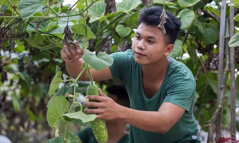 Lính biên phòng Lý Sơn giải bài toán rau xanh giữa mùa biển động thế nào?