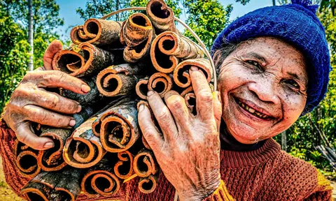 Quế Trà Leng và định hướng định vị giá trị nông sản miền núi