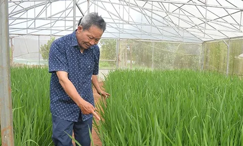 Người đàn ông "gàn dở" và "hạt vàng 36" trên cao nguyên đỏ