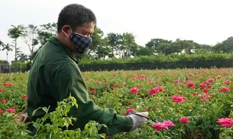Tăng giờ làm thêm cho lao động thời vụ