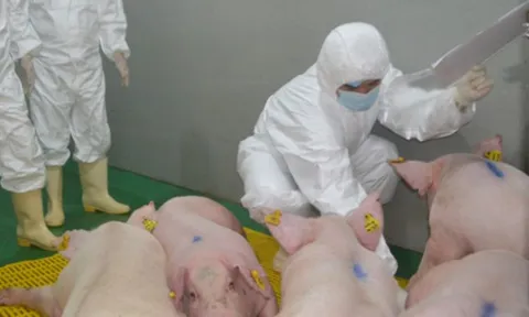 Vaccine phòng dịch tả lợn châu Phi 'made in Vietnam' đã sẵn sàng ra thị trường