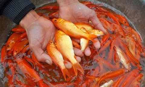 Tết ông Công, ông Táo: Cá chép 10.000 đồng/con, tiểu thương vừa bán vừa lo ế