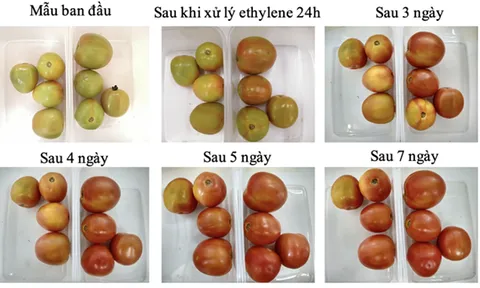 Cận cảnh máy làm chín trái cây do sinh viên Việt Nam chế tạo