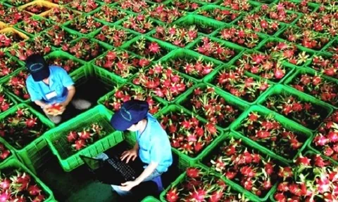 DN xuất khẩu nông sản bị giá xăng 'dìm': Cần cứu gấp như cứu hàng không
