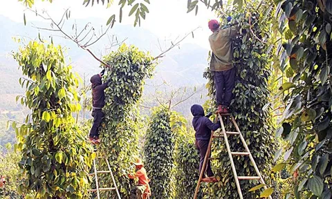 Mưu sinh trên ngọn... hồ tiêu