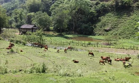 Ngân hàng Thế giới: Tỷ lệ nghèo ở Việt Nam đã giảm đầy ấn tượng