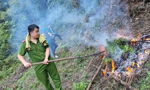 Phát hiện diện tích thuốc phiện trồng trong rừng sâu ở Cao Bằng