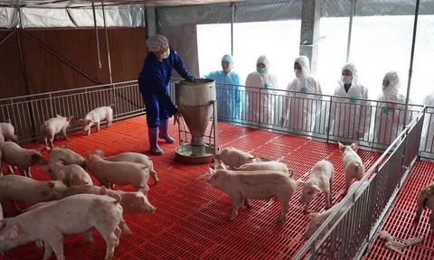 Việt Nam là quốc gia đầu tiên trên thế giới sản xuất thành công vaccine dịch tả lợn châu Phi