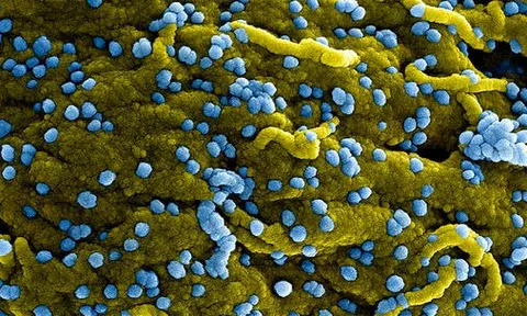 WHO tuyên bố đợt bùng phát loại virus mới