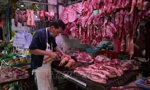 Giá lợn tăng: Phó thủ tướng chỉ đạo thực hiện các biện pháp bình ổn giá