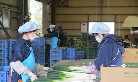Đề xuất miễn thuế cư trú, thuế thu nhập cho thực tập sinh Việt Nam tại Nhật Bản