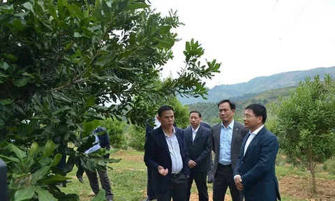Điện Biên: Đẩy mạnh công tác tuyên truyền về phát triển cây Mắc ca