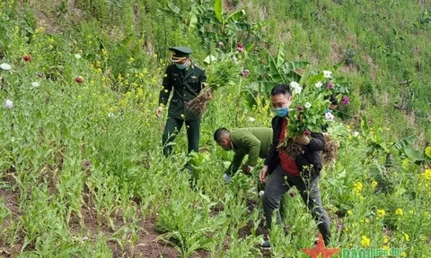 Xóa nạn trồng cây thuốc phiện ở Điện Biên