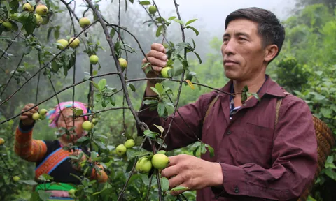 Sồng A Mang: Từ ký ức đói nghèo đến nông dân giàu có nhất vùng