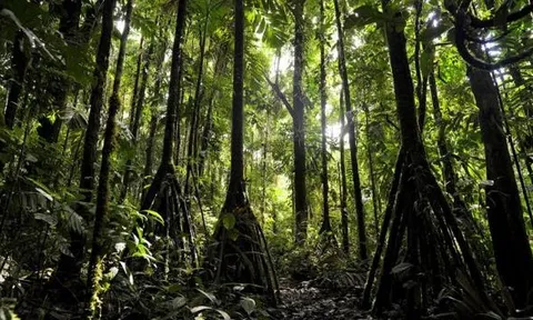 Loài cây kỳ lạ mỗi năm ‘đi bộ’ 20m ở Ecuador