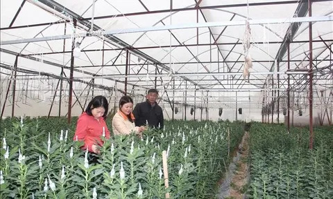 Làng hoa truyền thống Bắc Sơn rộn ràng vào vụ Tết