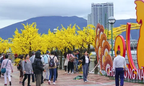 Đà Nẵng đầu tư hơn 14 tỷ đồng trang trí đường hoa đón Tết