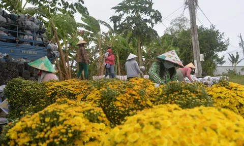 Giữ gìn nét văn hoá truyền thống của làng hoa hơn 100 tuổi ở miền Tây