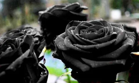 Black Valentine - Lễ tình nhân của hội FA