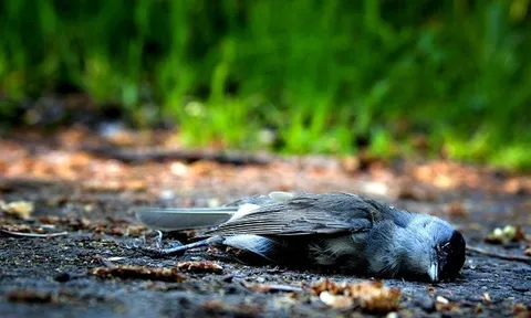 Bí ẩn chưa được giải mã trong “làng chim tự sát”