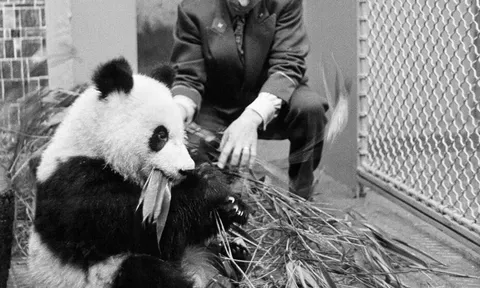 Gấu trúc - “Vũ khí ngoại giao” độc đáo của Trung Quốc